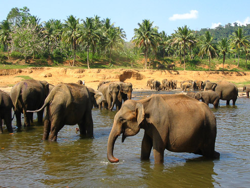 ﻿Sri Lanka
